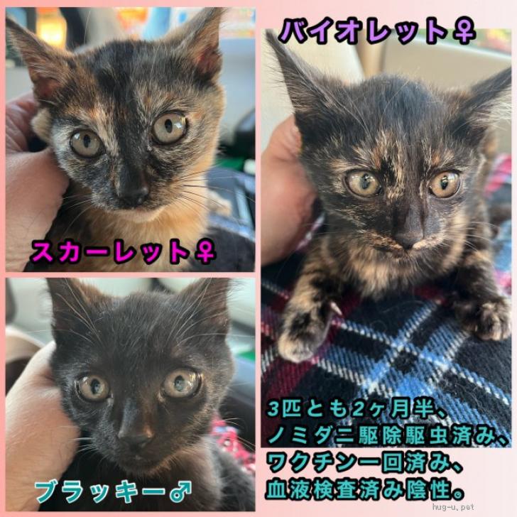猫の里親募集】山口県・雑種・黒猫ブラッキー君2ヶ月半（ID:2211-01284