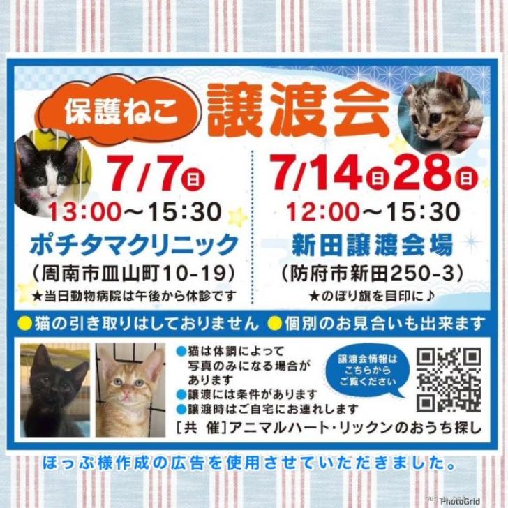 猫の里親募集】山口県・雑種・譲渡会参加予定黒猫ブレイクくん（ID:2406-01668）｜ハグー -みんなのペット里親情報