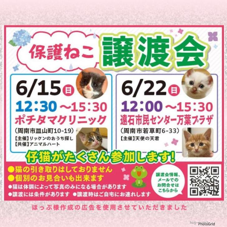 りあん※猫飼ってます※ 専用ページ 猫の里親募集】山口県・雑種・甘えん坊の黒猫ちゃん避妊済み（ID:2504