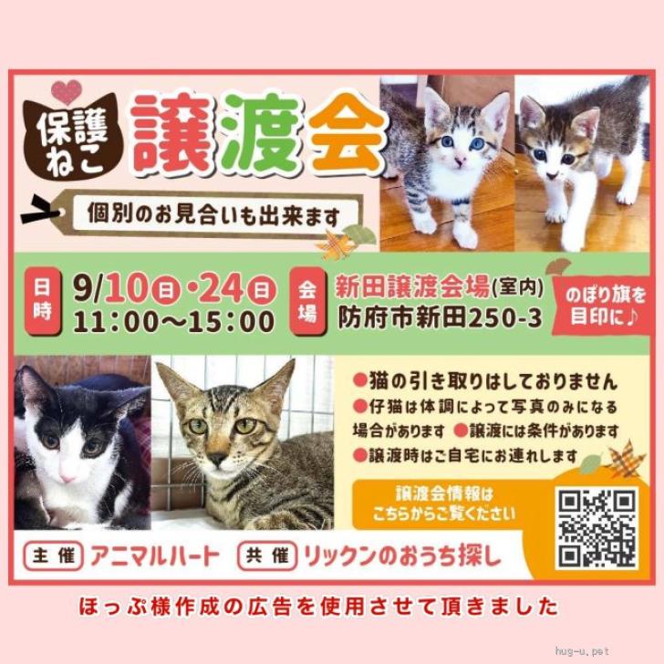 猫の里親募集】山口県・雑種・艶々甘えん坊黒猫やすこちゃん（ID:2308-01718）｜ハグー -みんなのペット里親情報