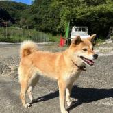 柴犬