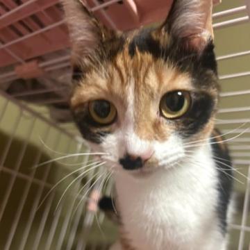 猫 × 三毛の里親募集一覧｜ハグー -みんなのペット里親情報