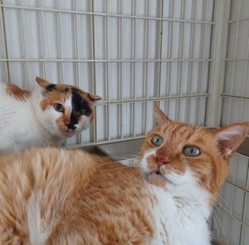 保護活動者 あずかりねこのへや 千葉県市川市 ハグー みんなのペット里親情報