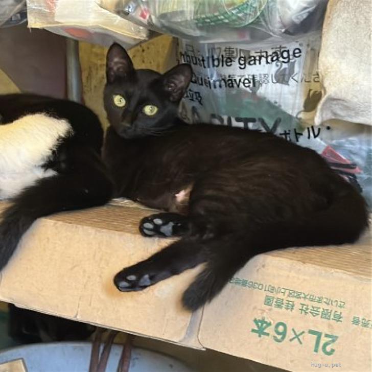 HAyU plate ハチワレ猫Black 猫の里親募集】愛知県・雑種・遊びたい盛りのハチワレ兄妹（ID:2607