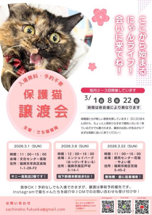 猫の里親募集】福岡県・雑種・人馴れ途中の美猫さん（ID:2602-01161