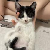 雑種