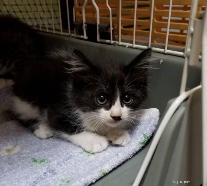 猫の里親募集 佐賀県 雑種 長毛の可愛いハチワレ ハグー みんなのペット里親情報 Id 1907