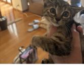 雑種