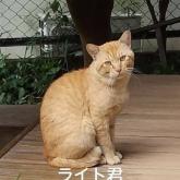 雑種