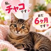 雑種