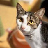 雑種
