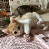 雑種