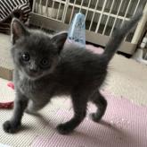 雑種