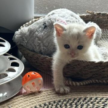猫 × 三毛の里親募集一覧｜ハグー -みんなのペット里親情報