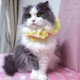 スコティッシュフォールド