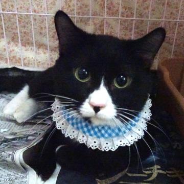 保護活動者：ゆめネコ譲渡会(東京都江東区)｜ペット一覧 全37件中&nbsp