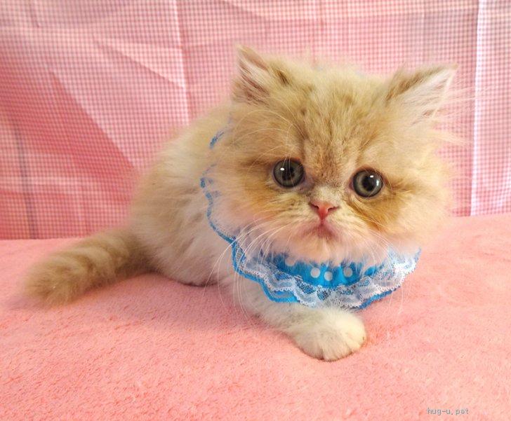 猫の里親募集】東京都・ペルシャ・純血ペルシャ♪おだやか☆ココくん2