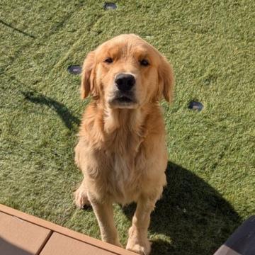 犬 × ゴールデンレトリバーの里親募集一覧｜ハグー -みんなのペット