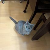 ブリティッシュショートヘア