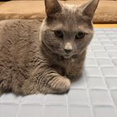 ブリティッシュショートヘア