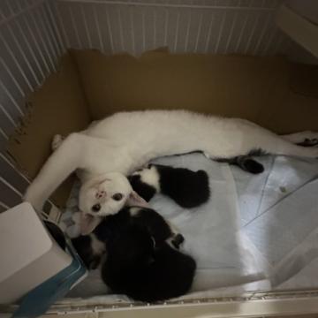 保護活動者：まめたろう(千葉県千葉市若葉区)｜ハグー -みんなのペット