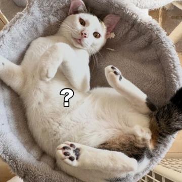 保護活動者：まめたろう(千葉県千葉市若葉区)｜ハグー -みんなのペット