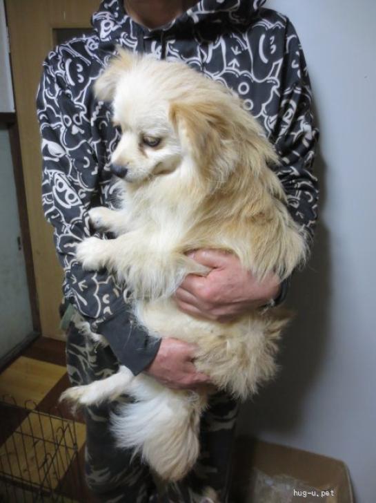 千葉犬 犬の里親募集】千葉県・雑種・ミックス犬 男の子 1歳（ID:2605-01259
