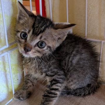 保護活動者：猫は天使(広島県安芸郡海田町)｜ハグー -みんなのペット
