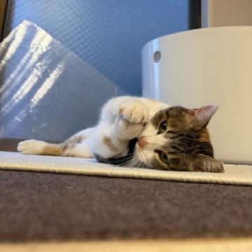 保護活動者：猫は天使(広島県安芸郡海田町)｜ハグー -みんなのペット
