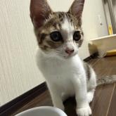 雑種