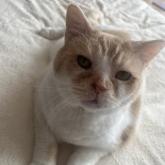 スコティッシュフォールド