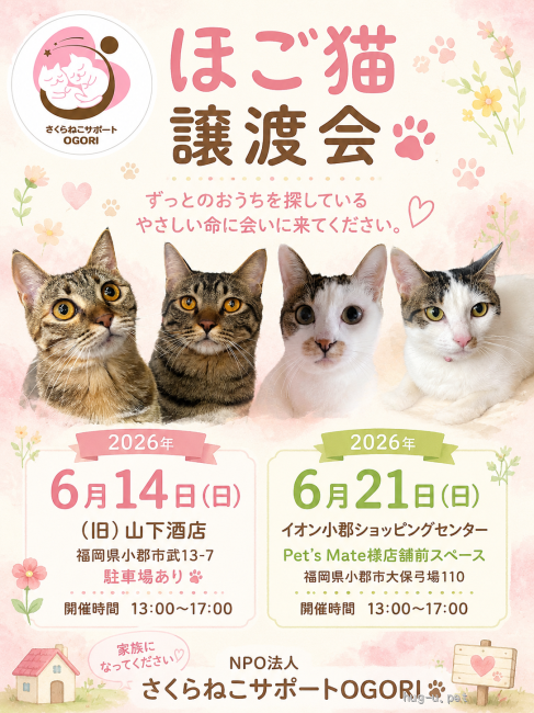 譲渡会 NPO法人さくらねこサポートOGORIほごねこ譲渡会(福岡県