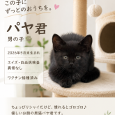 雑種