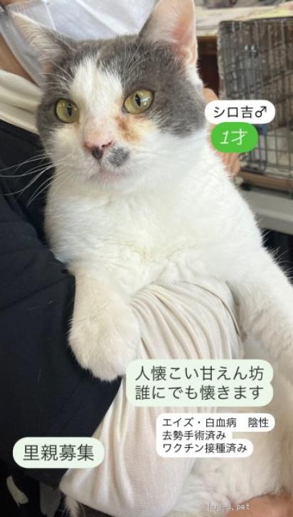 猫の里親募集】福岡県・雑種・人が大好き🐾抱っこ大好き🐾シロ吉は甘えん坊（ID:2411-00261）｜ハグー -みんなのペット里親情報