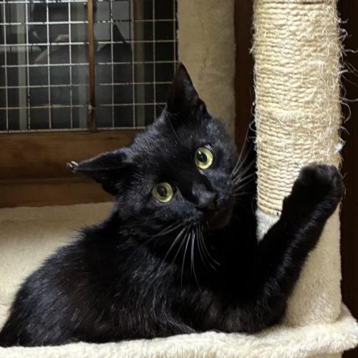 猫の里親募集】埼玉県・雑種・甘えん坊の黒猫クロちゃん2歳（ID:2605