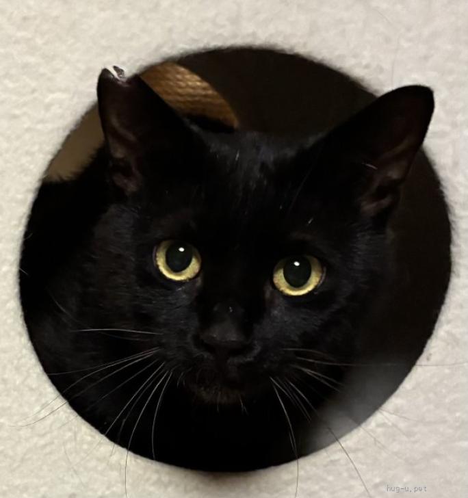 猫の里親募集】埼玉県・雑種・甘えん坊の黒猫クロちゃん2歳（ID:2605