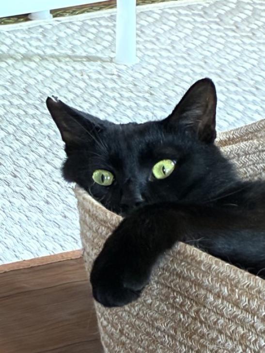 猫の里親募集】埼玉県・雑種・甘えん坊の黒猫クロちゃん2歳（ID:2605