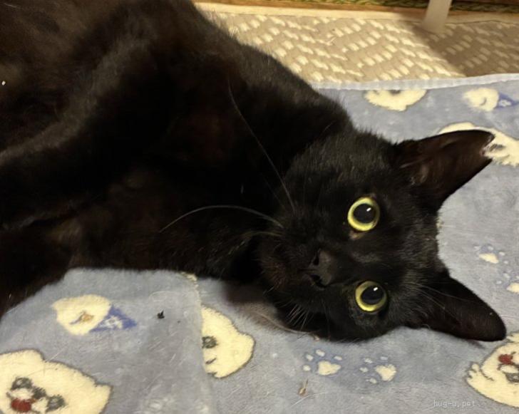猫の里親募集】埼玉県・雑種・甘えん坊の黒猫クロちゃん2歳（ID:2605