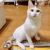 雑種