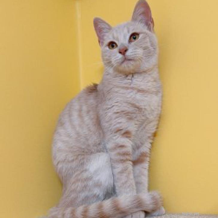 猫の里親募集】東京都・雑種・ツンデレ♡パステル茶トラのグラコロ