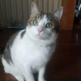 雑種