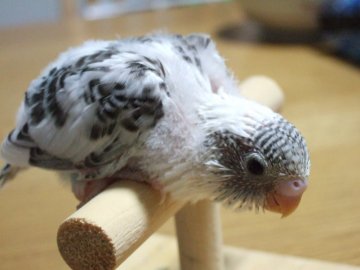 インコの里親募集一覧 ハグー みんなのペット里親情報