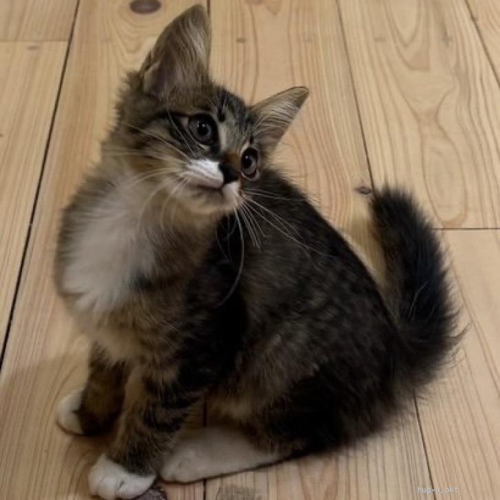 猫の里親募集】熊本県・雑種・美猫の長毛ちゃん（ID:2509-00824
