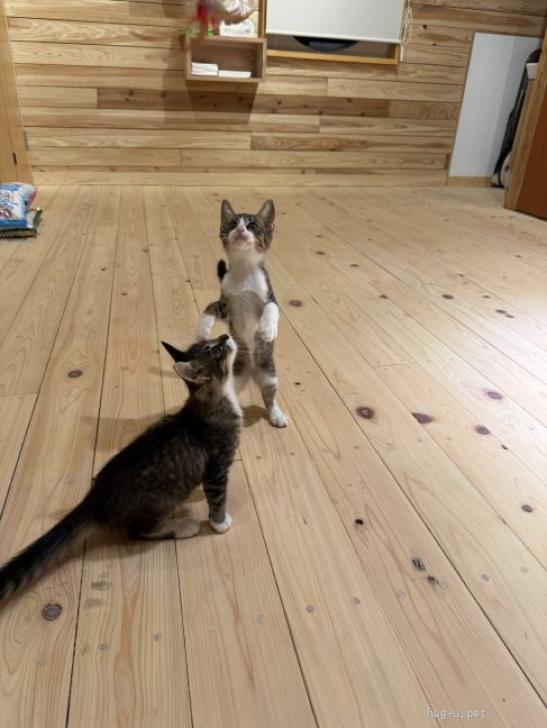 猫の里親募集】熊本県・雑種・美猫の長毛ちゃん（ID:2509-00824