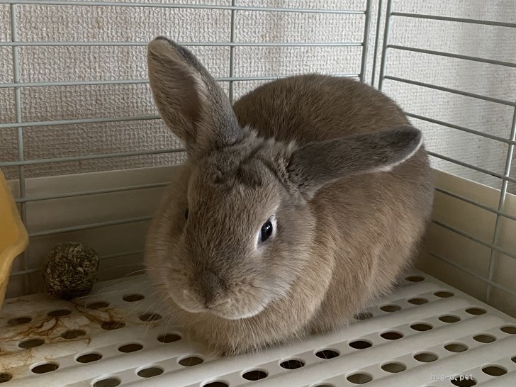 小動物の里親募集 静岡県 ウサギ 急募 結乃立ち耳純血ホーランド女の子 ハグー みんなのペット里親情報 Id 07