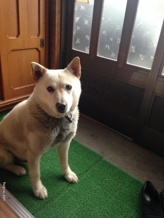 犬の里親募集 北海道 雑種 助けてください 里親さんになって頂きたいです ハグー みんなのペット里親情報 Id 1902