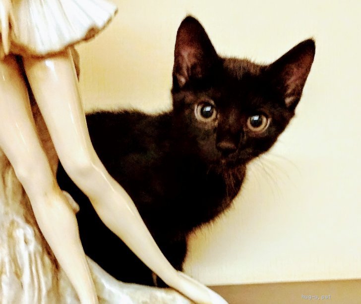 猫の里親募集 静岡県 雑種 可愛い黒猫ちゃんと白黒ちゃん兄弟 ハグー みんなのペット里親情報 Id 1911