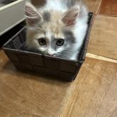 雑種