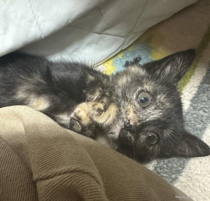 猫の里親募集】三重県・雑種・お転婆あめちゃん（ID:2605-01662