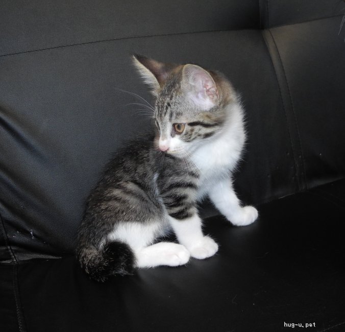 猫の里親募集 千葉県 雑種 可愛い子猫です ハグー みんなのペット里親情報 Id 1810